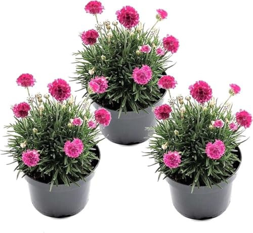 Plant in a Box - Armeria maritima 'Rose profonde' - Set de 3 - Plante exterieur naturelle beaucoup de fleurs rose - Pot 12cm - Hauteur 20-30cm