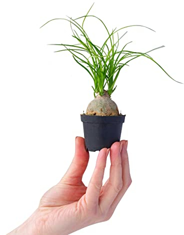PLNTS - Baby Beaucarnea Recurvata - Plante verte Pied d'éléphant - Plante d'intérieur en 6 cm Pot - Hauteur 15 cm