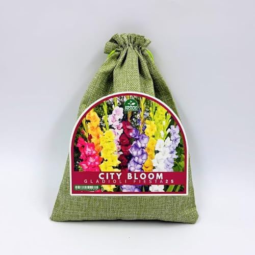 Nojus City Bloom Gladioli Fiesta 25 – Mix di Bulbi di Gladiolo Colorati, Fiori Estivi Vivaci per Giardino, Aiuole, Bordure e Fiori Recisi – 25 Pezzi