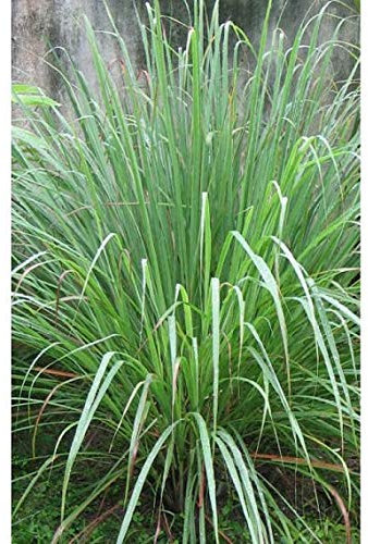 Pinkdose 50 Cymbopogon flexuosus Graines citronelle Graines, Graines Indien de l'Inde Lemon Grass