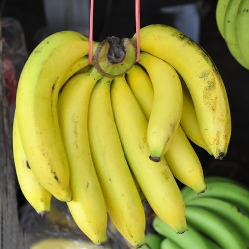 Bananenbaum - zwergobstbäume winterhart bananenpflanze obstsamen obstbäume kaufen winterharte für garten exotische 100Samen