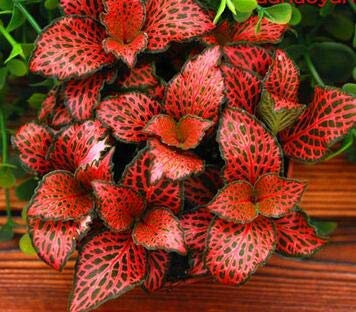 seedsown Germination Les graines: hémérocalle hémérocalles Graines hémérocalles Piscines 100 Ebony Seeds hémérocalle Fauve Jour