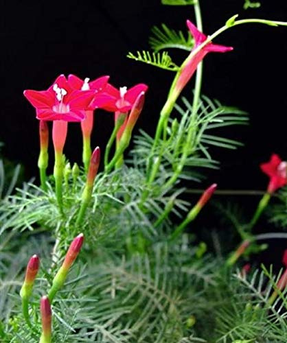 Stk - 20x Quamoclit Pennata Kletterpflanzen Samen HW5 - Seeds & Plants Shop by Ipsa