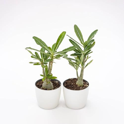 Vivai le Georgiche - Pianta vera di Adenium obesum in varietà A. obesum 'Desert Rose', Adenium honghel Rosa del deserto, Oleandro del Madagascar - vaso Ø 12 cm - altezza alla vendita 10-15 cm
