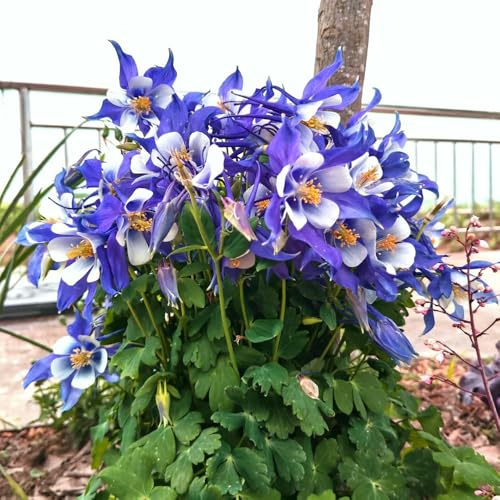 semi di aquilegia,giardino to-facile da piantare semi di recisi-Molto adatti alle e agli insetti vaso per 300pcs