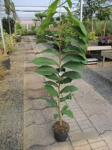 Asimina triloba Tropical Treat - Indianerbanane Tropical Treat Paw Paw 80-100cm