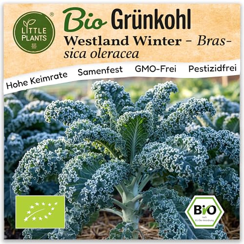Little Plants BIO Grünkohl Samen 125 Grünkohlsamen Westland Winter Gemüsesamen Samenfest für Gemüsegarten
