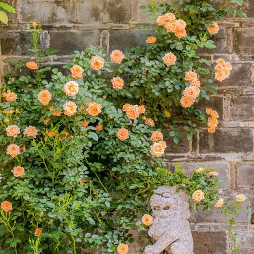 semillas de Rosales trepadores - rosa trepadora Balcón parterre de jardín resistentes semillas Decoraciones jardín exteriores 450pcs