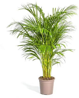 Dypsis lutescens - Palmier Areca - Palmier d'or - 120-140cm - Ø24cm - Plante d'intérieur - Vert persistant