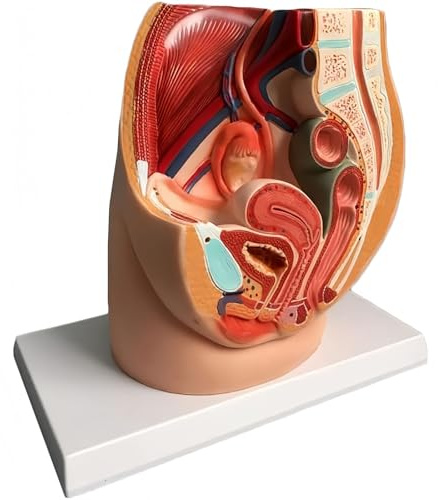 WFUAHA Anatomisk modell för kvinnligt bäcken, verklig storlek kvinnlig bäckenskelettmodell, mänsklig kvinnlig bäckensektionsmodell för medicinsk utbildningshjälp