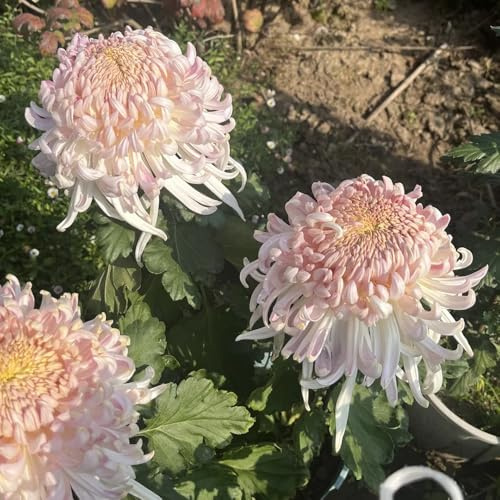 chrysanthemen, deko bodendecker garten winterhart 550samen