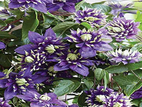 Clematis Taiga Vine Plant 3.5 Pot