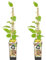 Bloomique - 2x Actinidia Deliciosa 'Jenny' - Kiwipflanze - Obstpflanzen - Gartenpflanzen - Winterhart - ⌀14 cm - Höhe 60-70 cm