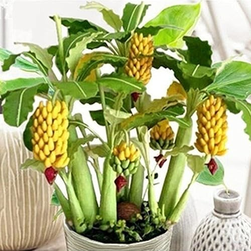 lamphle 100 Pz Semi di Banano Nano Mini Bonsai Frutta Esotico Giardino di Casa Ufficio Semi di Piante per Piantare Giardino Semi di Banane