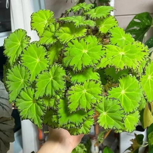 semi di begonia decorazioni da giardino per esterni decorative da balcone con serra interna serre balcone giardino roccioso 35pcs