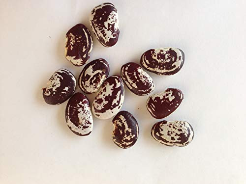 SEMI FAGIOLO Lima (Fagolo del Papa)