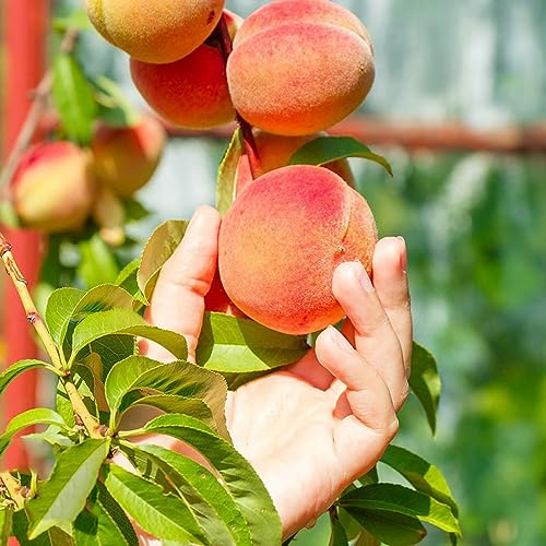 15 pcs pfirsichbaum winterhart samen - säulenobst dekoration wohnzimmer,Prunus persica,pfirsich frisches obst topfpflanzen draußen winterhart bäume kaufen nachhaltige