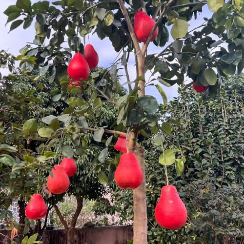 Pomelo samen stauden winterhart mehrjährig, obstsamen pflanzensamen bio saatgut pflanztöpfe kübelpflanzen obstbaum garten pflanzen winterharte seltene pflanzen obstbäume winterharte 120pcs