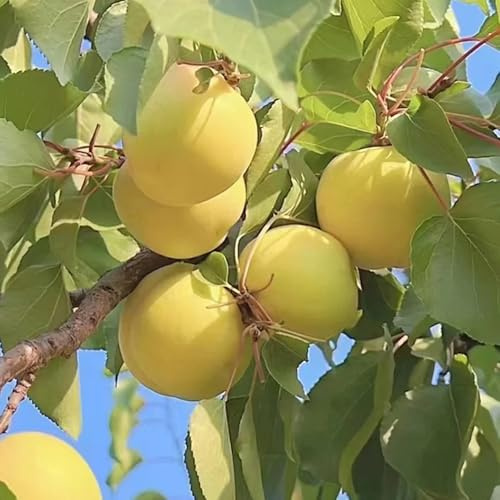 semillas de albaricoquero, variedades antiguas orgánicas para balcón Decoración 8pcs