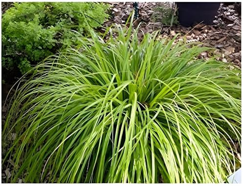 1 x Carex oshimensis 'JS Greenwell' im 1 Liter Topf (Ziergras/Gräser/Winterhart/Mehrjährig/Immergrün/Bodendecker) Grüne Japan Segge - Struktur und Farbe für stilvolle Beete - von Stauden Gänge