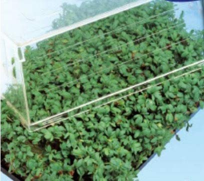 Pezzi - 4000x Crescione da Giardino Lepidium Sativum Verdure Giardino Piante - Seme K432 - Seeds & Plants Shop by Ipsa