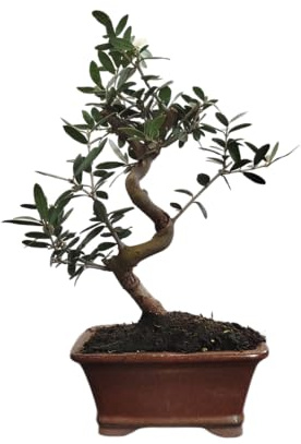 Árbol Bonsái DECOALIVE Bonsái de Olivo Árbol Natural para Interior y Exterior