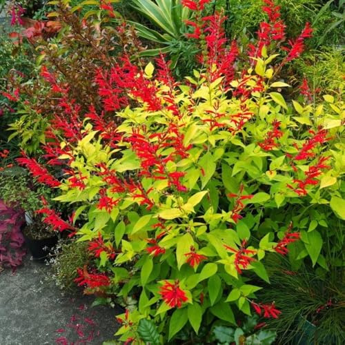 semillas de salvia organicas, trepadoras perennes resistentes jardín, balcón, 1000pcs