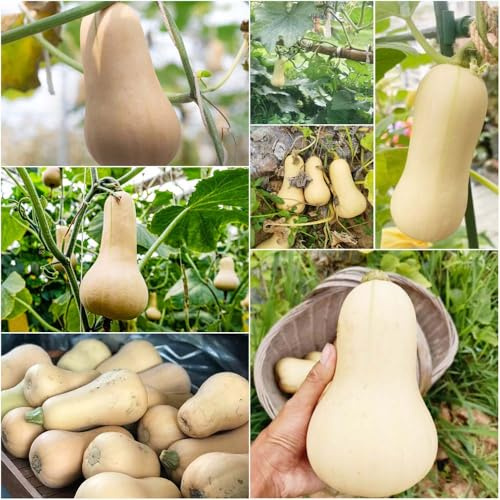 Semillas de calabaza, comprar calabaza de invierno fresco al aire libre exóticas 20pcs