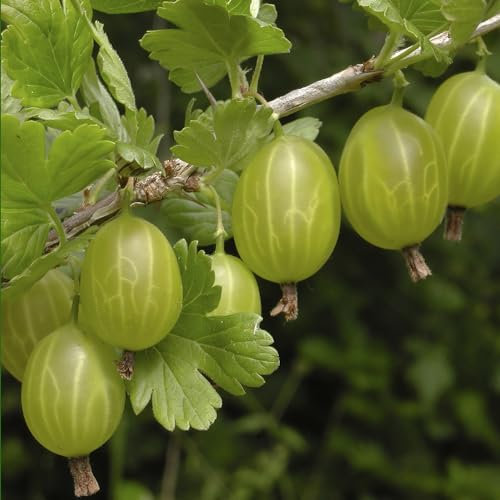 You Garden - 1 x Gooseberry Plant 'Invicta' in a 2L Pot - Supplied as an Established Plant Ready to Plant Out - Potted Gooseberry Bushes for Gardens - Grown Your Own Fruit Trees & Bushes