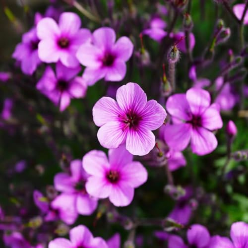 semi di geranio in vaso giardino interna raro 400pcs