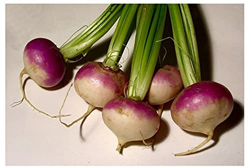 PREMIER SEEDS DIRECT - Turnip - Milan Purple - 4 Grams