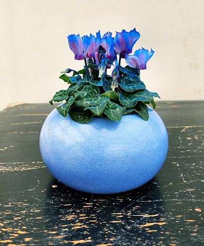 POWERS TO FLOWERS - CICLAMINO COLOR LIFE BLU, IN VASO CERAMICA AZZURRO, pianta vera