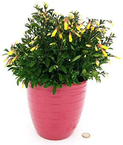 POWERS TO FLOWERS - JACOBINIA PAUCIFLORA, GINESTRA BRASILIANA, VASO 16CM DIAMETRO, IN VASO CERAMICA ROSA ANTICO A RIGHE, pianta vera