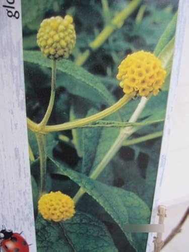 Kugel-Sommerflieder Globosa - Buddleja globosa - duftend