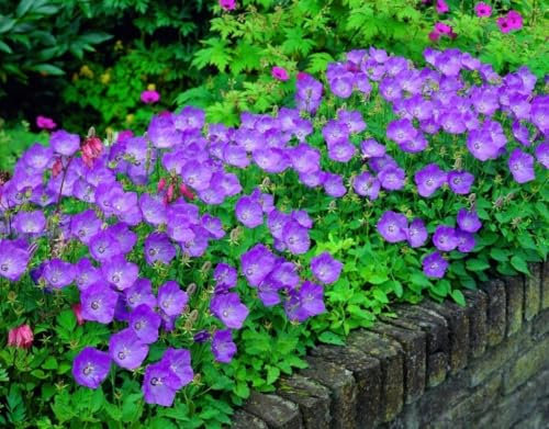 Tussock Bellflower Blue 4000 Seeds + Plant tag + Freebie - Campanula carpatica