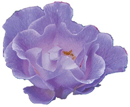 Pacific Dream®, rosaio vivo Rose Barni®, rosa blu violetto in vaso, pianta folta e compatta, habitus compatto, adatta coltivazione in vaso, resistente ai parassiti, rifiorente fino autunno cod.72077