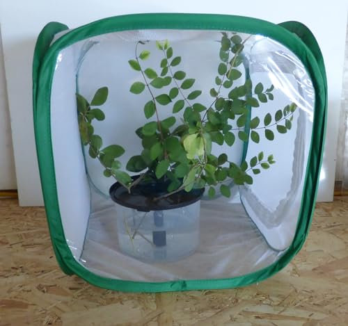 Living Stick Insects with 30 cm enclosure, with leaves and everything ready to GO!! (CONTAINS LIVE STICK INSECTS)