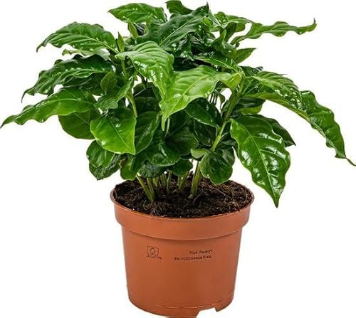 Planta del Café Natural Planta Resistente y de Fácil Mantenimiento