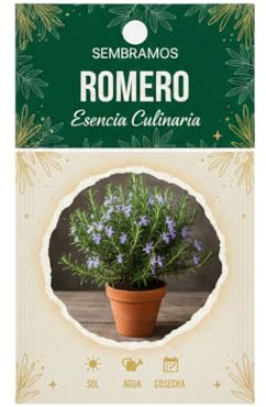 Romero Aromático para Huerto Urbano y Cocina Tradicional | Semillas DECOALIVE para Maceta o Jardín