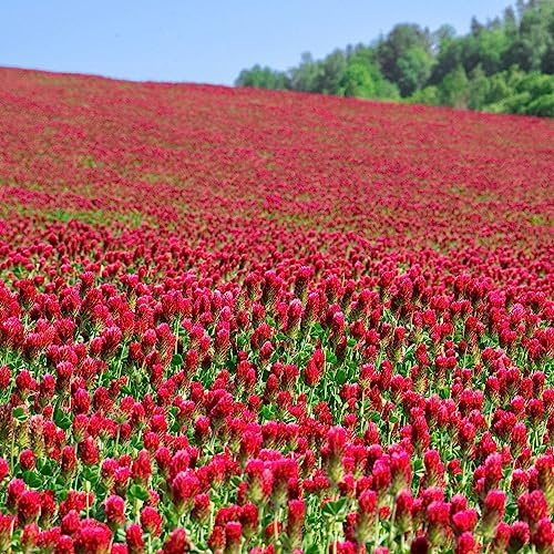 Organic Crimson Clover Seeds - 25 lb Bulk ~1,160,000 Seeds - Legume Clover Seeds for Cover Crops, Wildlife Forage, Pasture, Hay, Pollinator Attractant, Green Manure, & More - Clover Seeds for Planting