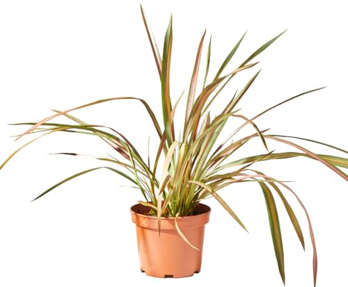 verdecora Phormium en Maceta de 3L | Phormium tenax | Arbusto de Exterior con Follaje Alargado y Resistente | Ideal para Jardines, Bordes y Decoración en Macetas