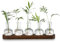 Glasseam Plant Terrarium Propagation Station, Glass Planter Bulb Vase With Wooden Tray, Modern Bud Vases for Living Room Office Decor, Desktop Flower Vase Hydroponics Glass Vase for Plants Cutting