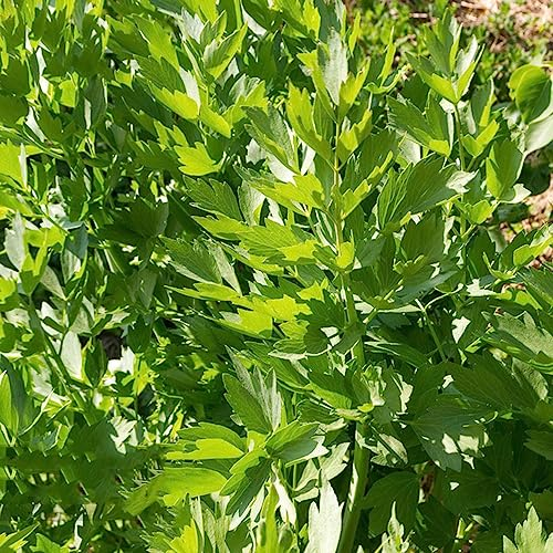 200 Stücke Liebstöckel Samen Winterhart, Liebstöckel Pflanze Liebstöckel Samen Bio, (Levisticum Officinale) Küchenkräuter Samen, Geschenke Für Gartenfreunde Kräutersamen, Nachhaltige