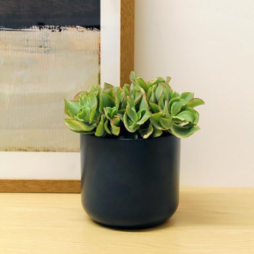 Carbeth Plants - 2X Jade Money Plant Crassula Curly Green Ripple 12cm Pot