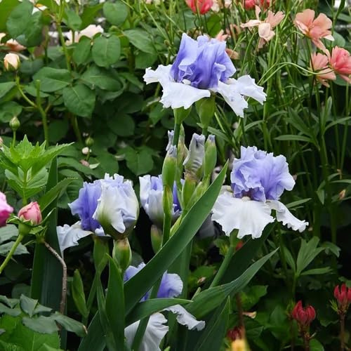 10 pezzi bulbi iris - primavera resistenti resistenti, giardino di prato bulbi esotici