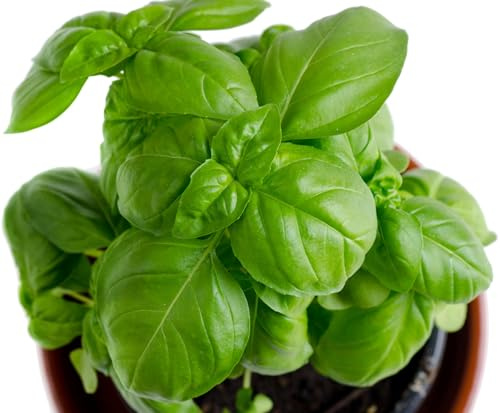 Genovese Basil Seeds for Planting - Heirloom Non-GMO USA Grown - 150+ Seeds - Premium Sweet Basil Seeds for Indoors or Outdoors by RDR Seeds