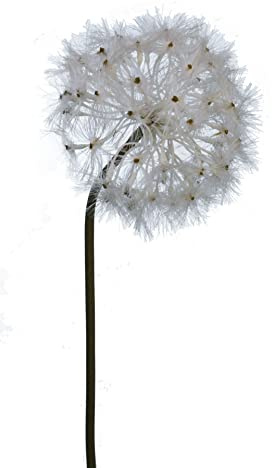 2474U Kunst-Stielblume Löwenzahn Pusteblume weiß ca. 89cm naturgetreue Blüte Seidenblume
