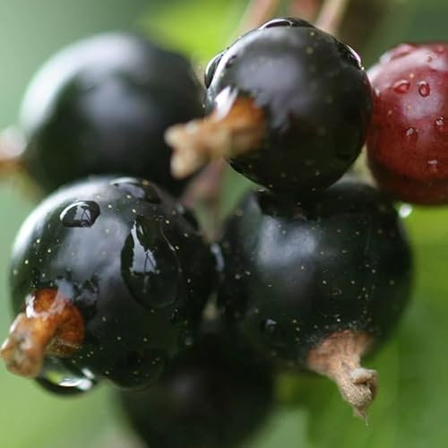 Plant Theory Blackcurrant Ben Connan Fruit Bush Ribes Fruiting Shrub Plant 3L Pot