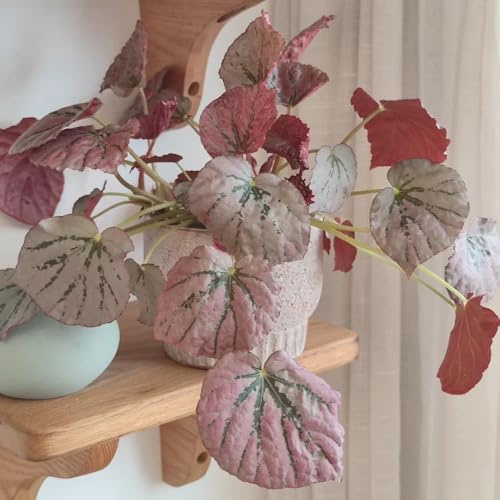 begonie bonsái di interni arbusto di farfalle semi selvatici perenni resistenti semi selvatici, semina autunno trepadora 1000pcs