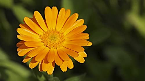 50 Graines de Calendula (Calendula officinalis)